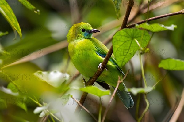 Blue-winged leafbird