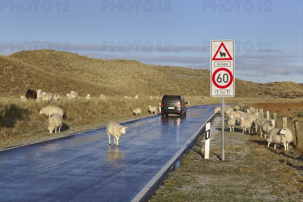 Sheep