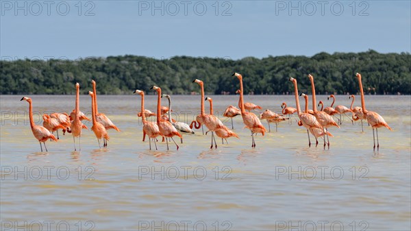 American flamingos