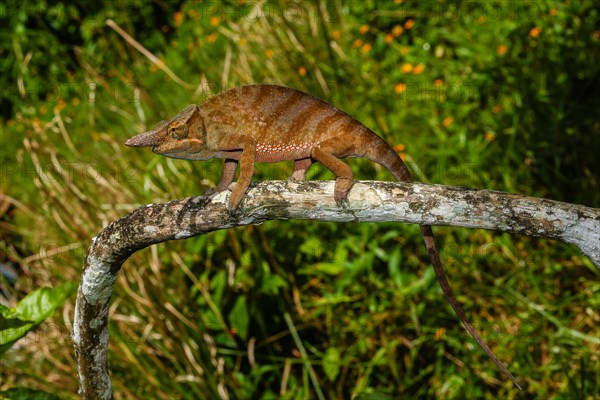 Madagascar two-horned chameleon