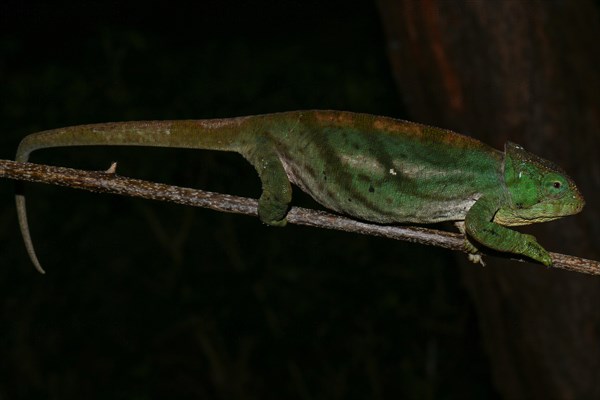 Female chameleon