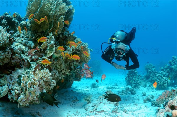 Male scuba diver with a school of Longspine Anthias or Lyretail Anthias