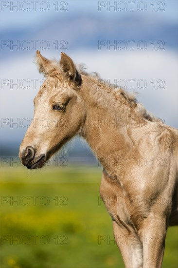 Palomino Morgan horse foal