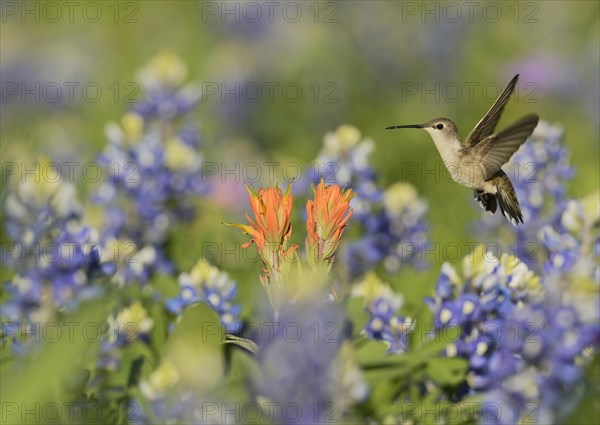 Black-chinned Hummingbird