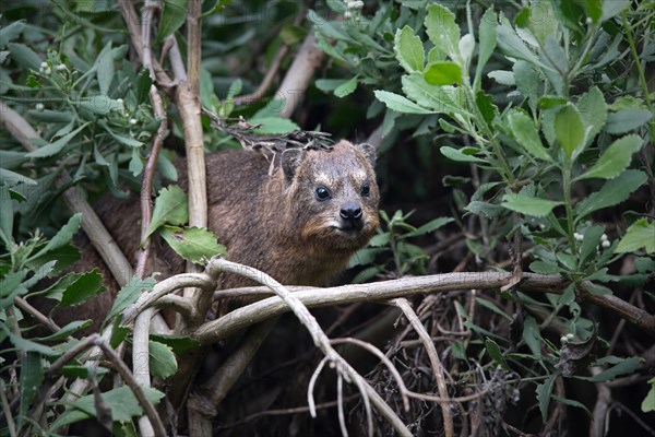 Rock hyrax