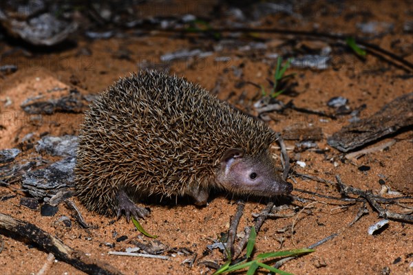 Lesser hedgehog tenrec