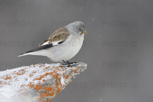 Snowfinch