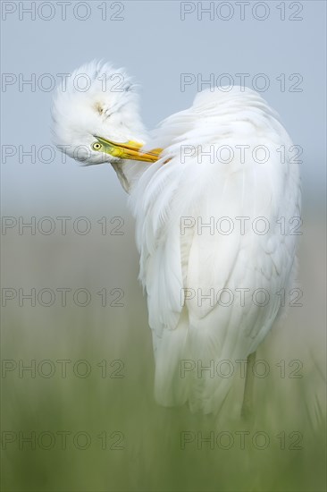 White heron