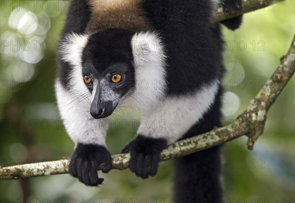 Black-and-white ruffed lemur