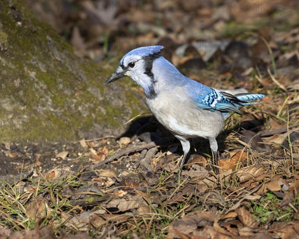 Blue jay