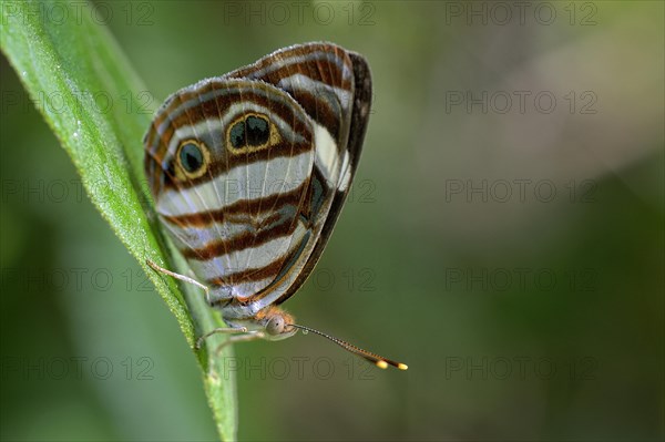 Mylitta Greenwing or Four-spot Sailor