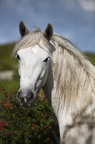 Connemara pony stallion