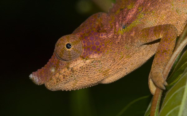 Rhinoceros chameleon