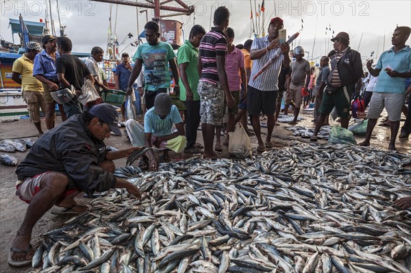 Fish for sale at fish market