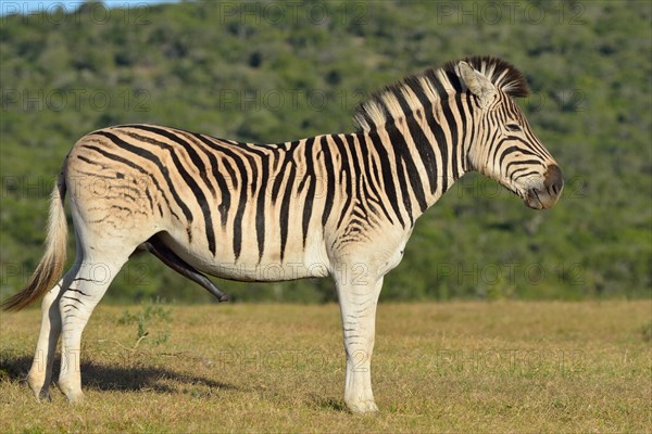 Burchell's zebra