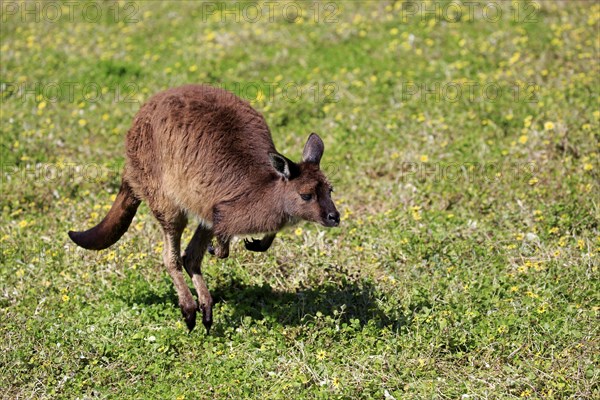 Western Gray Kangaroo