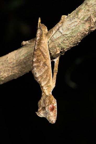 Satanic Leaf Tailed Gecko