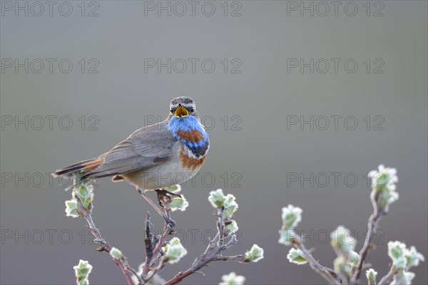 Singing Red-spotted bluethroat