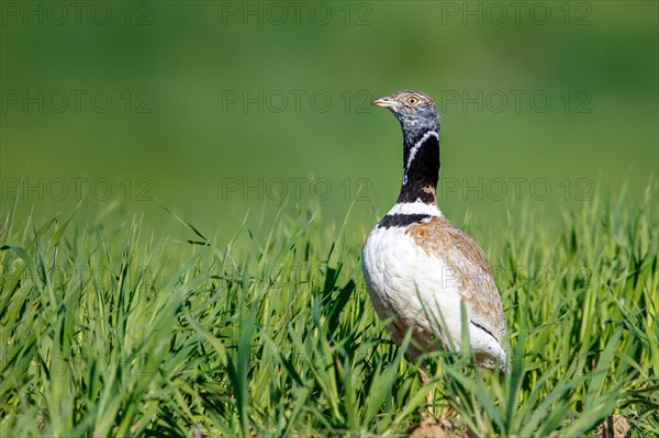 Little Bustard