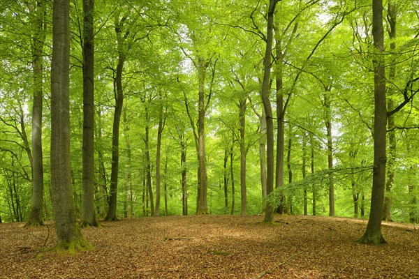 Untouched beech forest