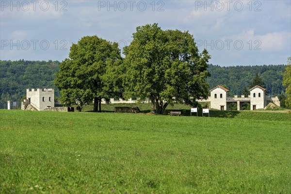 Field maple