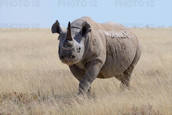 Black rhinoceros