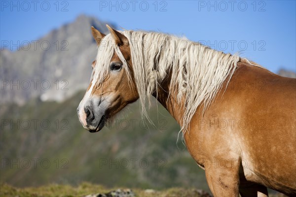 Haflinger