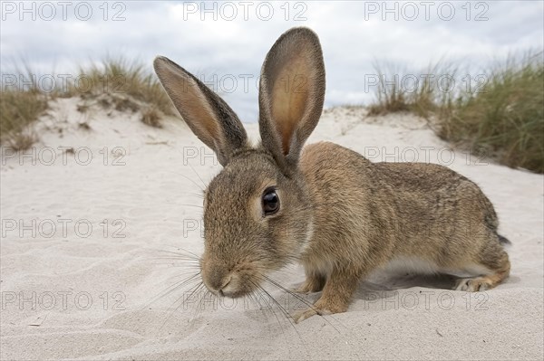 Wild rabbit