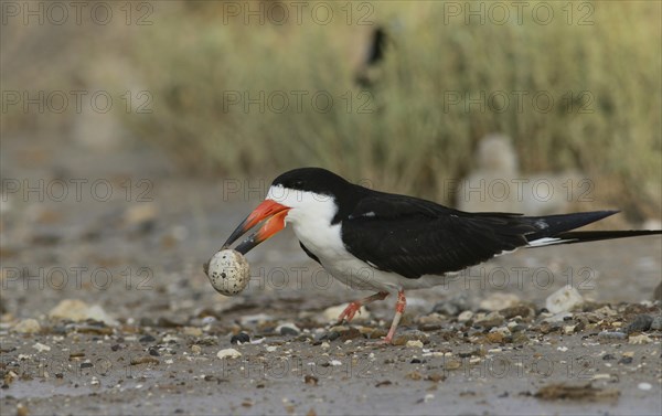 Black skimmer