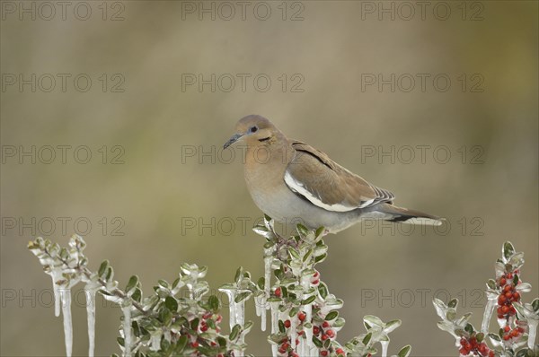 White-winged Dove