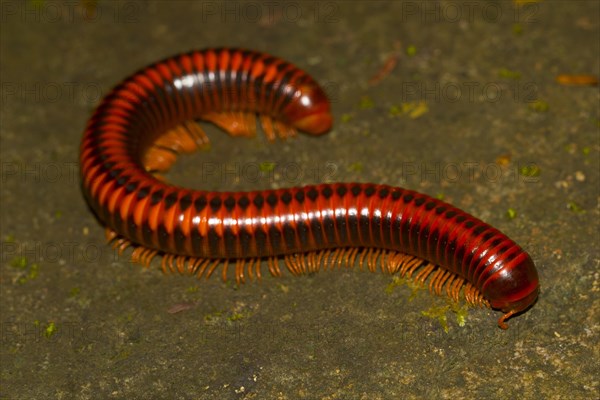 Millipede