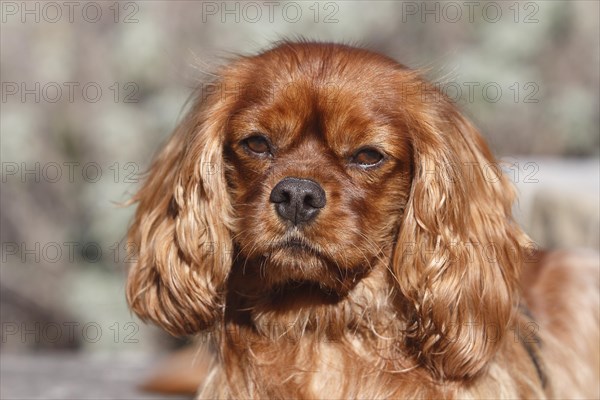 King Charles Spaniel