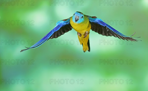 Turquoise parrot