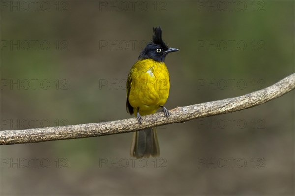 Black-capped bulbul