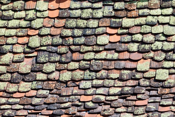 Mossy roof tiles