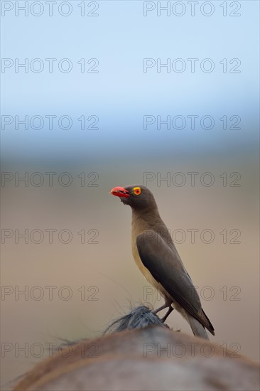 Red-billed oxpecker