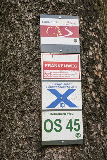 Hiking trail markings on tree trunk