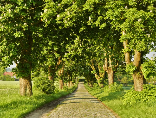 Tree-lined road