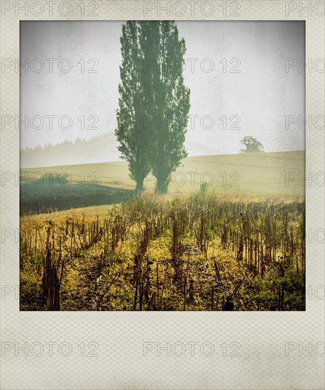 Polaroid effect of trees in countryside