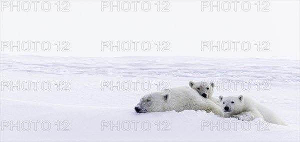 Polar bears