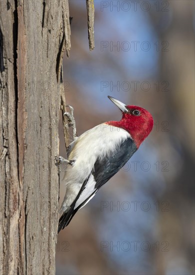 Red-headed woodpecker