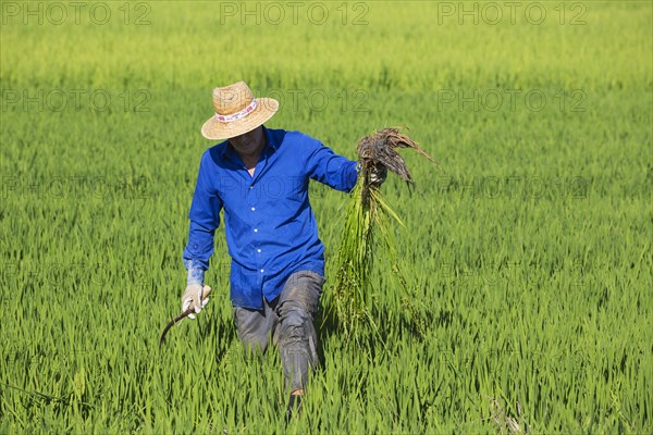 Weeding the rice fields