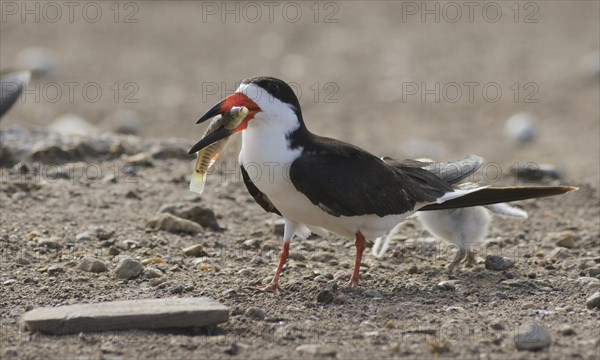 Black skimmer