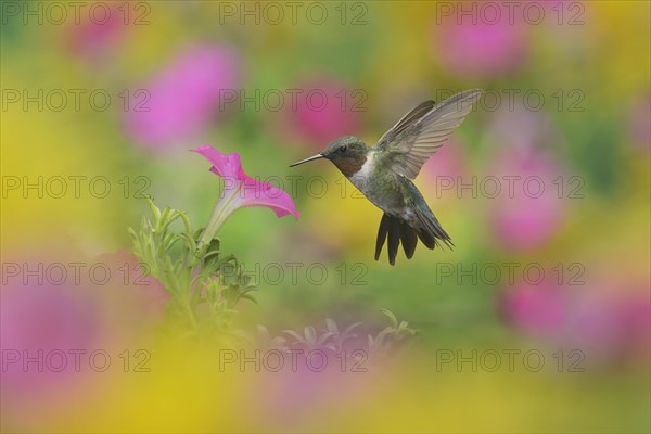 Ruby-throated Hummingbird