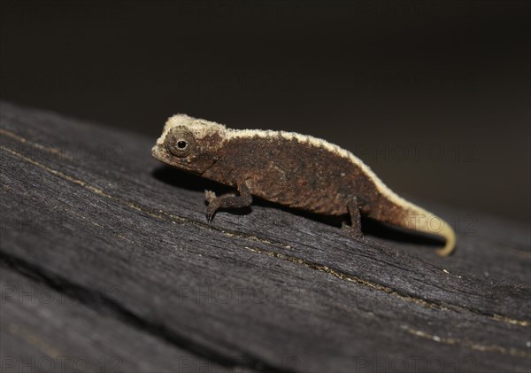 Male dwarf chameleon