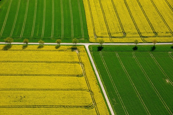 Rape fields on the city boundary between Warstein-Belecke and Anrochte-Erwitte