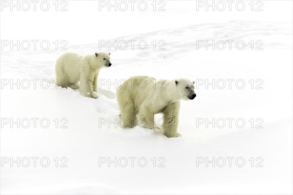 Polar bears