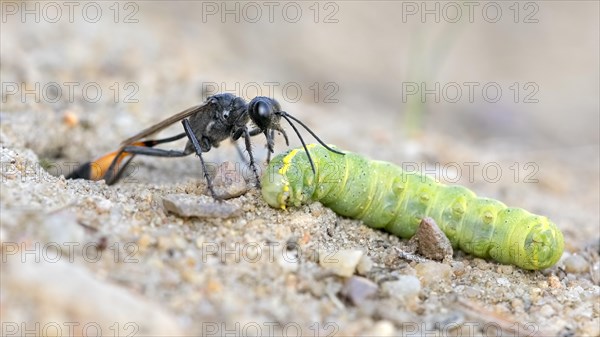 Common Sand Wasp