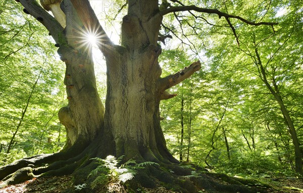 Sun ray shining through huge old mossy beech