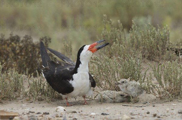 Black skimmer